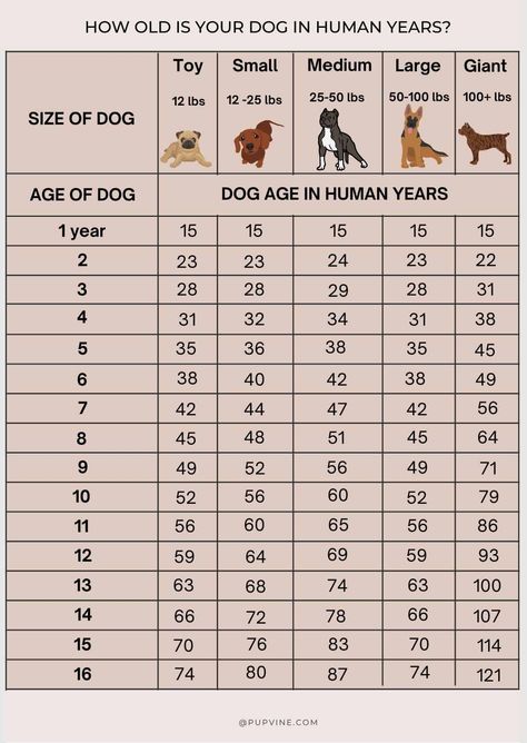 Dog Years Chart, Dog Age Chart, Dog Size Chart, Giant Dog Breeds, Colorful Hairstyles, Toy Dog Breeds, Dog Ages, Giant Dogs, Dog Years