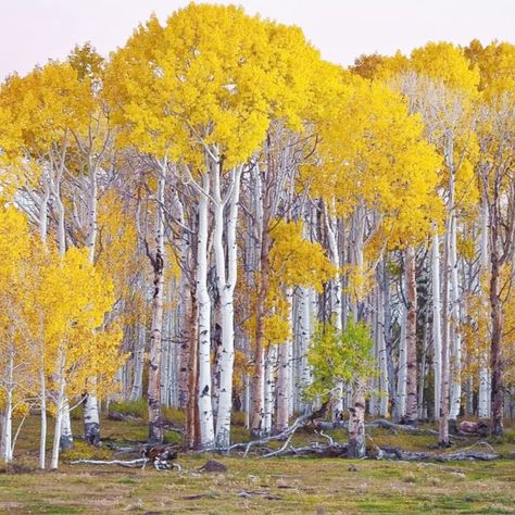 Aspen Landscaping, Aspen Trees Photography, Birch Tree Mural, Birch Trees Landscaping, Fall Color Trees, Birch Leaf, Aspen Colorado, Aspen Trees, Steamboat Springs