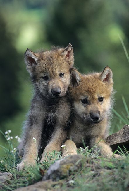 Legacy - Littlest Wolves   Stop Killing Wolves!    ♡ #wolfLove #wolves #GodsBeautifulCreatures #WolvesAndNature Wolf Puppies, Wolf Puppy, Wolf Poses, Baby Wolves, Dog Day Afternoon, Wolf Pup, Baby Wolf, Wolf Photos, Wolf Love