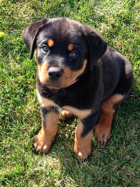 Rottie Puppies, Rottweiler Dog Puppy, Cute Rottweiler, Puppy Care Tips, Rottweiler Breed, Puppy Mom, Super Cute Puppies, Bonding Activities, Dog Nutrition