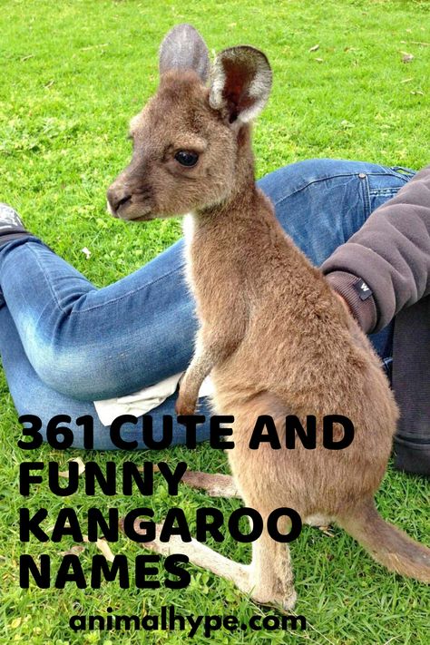 Check out funny & awesome kangaroo names. Kangaroo Jokes Funny Pictures, Kangaroo Facts, Rhyming Names, Baby Captions, Kangaroo Baby, Australian Outback, Funny Names, Cute Names, Pet Names