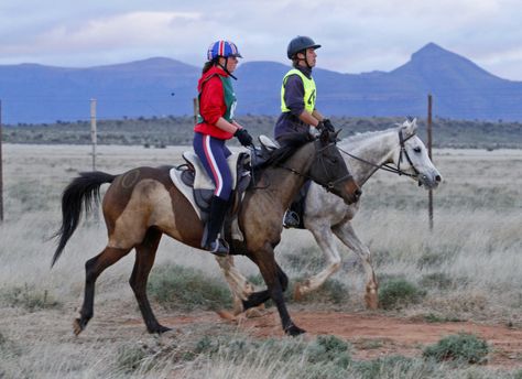 A Simple Method of Conditioning the Endurance Horse Francois & Laura Seegers, Perseverance Arabian and Endurance Horses We are frequently asked by people who are interested in taking up enduran… Endurance Horse, Endurance Riding, Buy A Horse, Equestrian Helmets, Horse Clipping, Equestrian Helmet, Endurance Training, Riding Lessons, Horse Tips