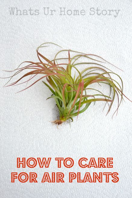 How to care for Air Plants, grow air plants www.whatsurhomestory.com Air Plant Care, Air Plants Care, Tillandsia Air Plant, Indoor Gardens, Succulents Garden, Cacti And Succulents, Dream Garden, Urban Garden, Air Plants