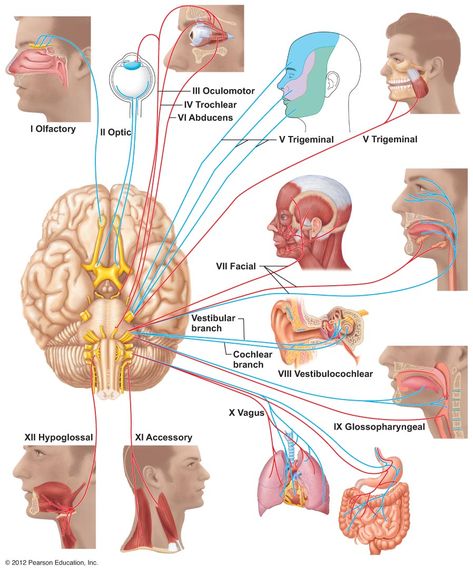 Distribution of Cranial Nerves Sistem Saraf, Cranial Nerves, Human Anatomy And Physiology, Anatomy And Physiology, Neurology, Human Anatomy, Nerve, Anatomy, Quick Saves