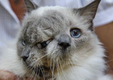 Challenges Eyes in cats Awww Chernobyl Animals, Gato Munchkin, Two Faced Cat, 10 Interesting Facts, Genetic Mutation, Chernobyl, Two Faces, Ragdoll Cat, Genetic