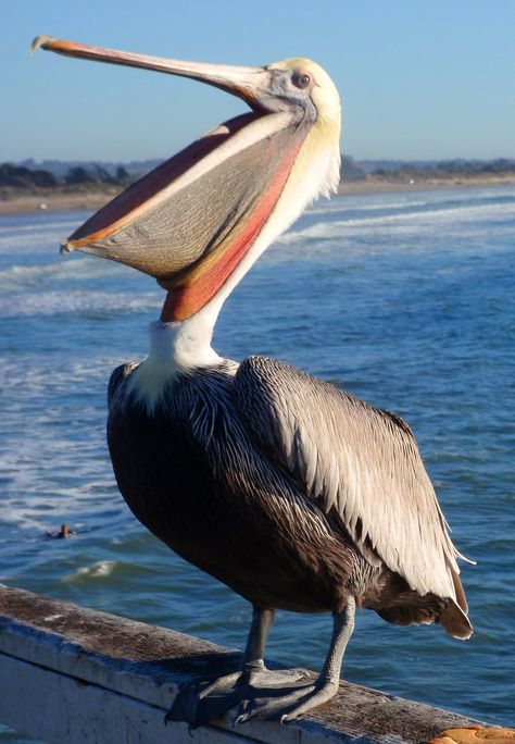 All sizes | *Pismo Pelican* | Flickr - Photo Sharing! Pelican Art, Pelican Bird, Coastal Birds, Photo Animaliere, Pismo Beach, Shorebirds, Airbrush Art, Big Bird, Bird Pictures