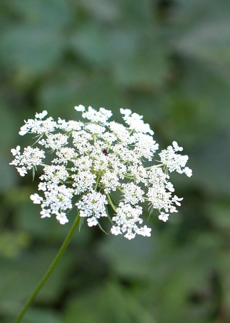 1000 Queen Anne's Lace seeds. All grown organic and non GMO. I will mail your seeds in a plain white business envelope. Please allow me 2 business days to ship your seeds. These will grow to 4 feet and can get much taller. Watercolour Reference, Regal Names, Wild Carrot, Queen Anne's Lace Flowers, Filler Flowers, Daucus Carota, Carrot Seeds, Queen Anne's Lace, Attracting Bees