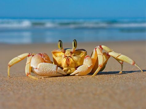 Animal Crab  Wallpaper Spiritual Mindset, Ocean Background, Creature Marine, Sea Crab, Sound Music, Crab And Lobster, Classical Piano, Background Hd, Aquatic Animals