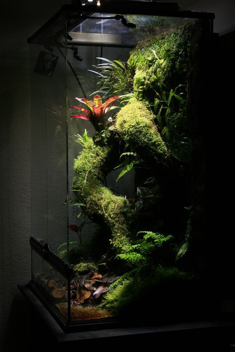 Click the image to open in full size. Frog Vivarium, Dart Frog Vivarium, Big Tortoise, Tropical Terrariums, Vivarium Ideas, Frog Terrarium, Gecko Terrarium, Dart Frogs, Aquarium Led