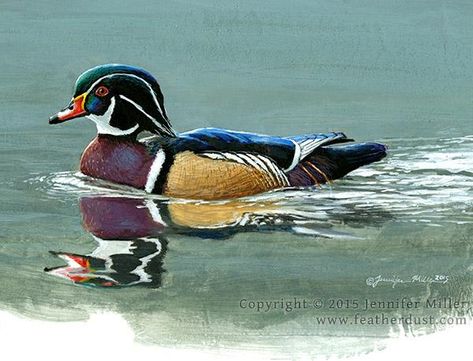 Wood Duck Painting, Duck Painting, Wood Duck, Outdoor Canvas, Wood Ducks, Water Art, Duck Canvas, Tattoos Gallery, Medical Illustration