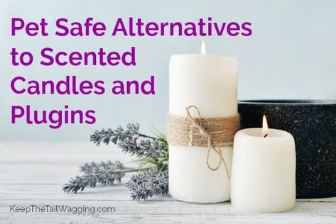 Pet Safe Candles, Essential Oils Safe For Dogs, Safe Ideas, Room Deodorizer, Safe Candles, Yankee Candle Scents, Are Essential Oils Safe, Pet Smell, Diy Air Freshener