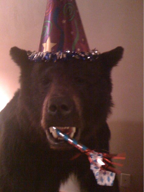 Happy Birthday Bear! Bear Reaction Pic, Silly Bears, Happy Birthday Bears Image, Bear Happy Birthday, Bears Being Silly, Bear Meme, Happy Birthday Bear, Bear Aesthetic, Bear Funny