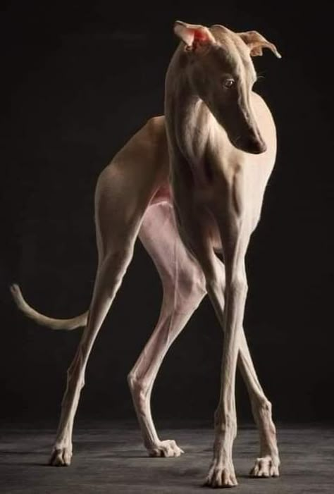 Dog Anatomy, Greyhound Art, Animal Study, Afghan Hound, Pretty Animals, Italian Greyhound, Whippet, Animal Photo, Beautiful Dogs