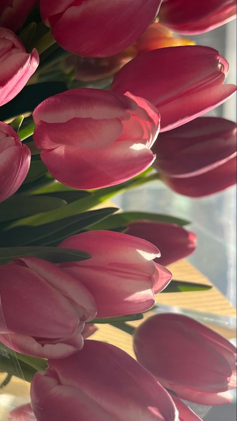 Tulip Flower Aesthetic Wallpaper Laptop, Tulips Wallpaper Ipad, Tulip Computer Wallpaper, Floral Wallpaper Ipad, Pink Tulips Wallpaper, Tulip Flower Wallpaper, Pink Tulips Wallpaper Aesthetic, Coastal Background, Spring Lockscreen