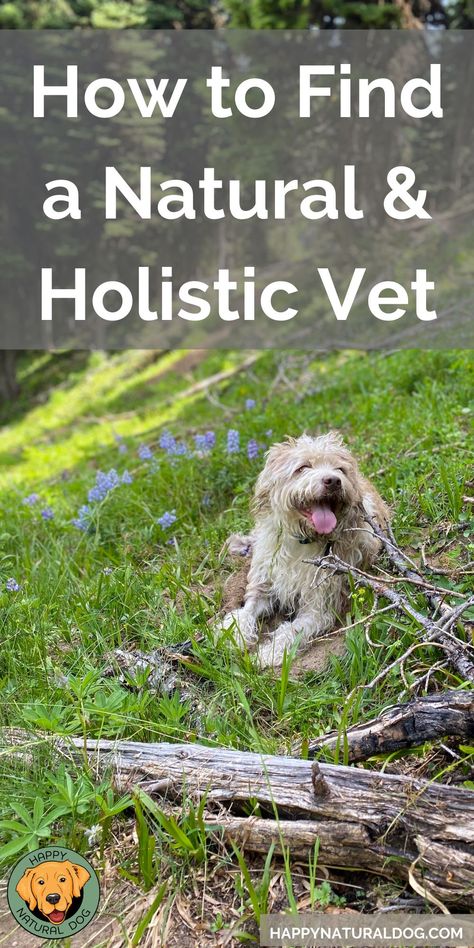 Holistic Dog Care, Bach Flowers, Holistic Pet Care, Senior Dogs, Best Dog Food, Veterinary Medicine, Service Dog, Senior Dog, Dogs Of The World