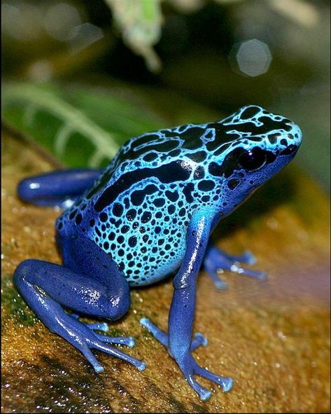 Blue Poison Dart Frog, Poisonous Animals, Poison Dart Frog, Amazing Frog, Blue Dart, Poison Dart, Frog Tattoos, Dart Frog, Frog Art