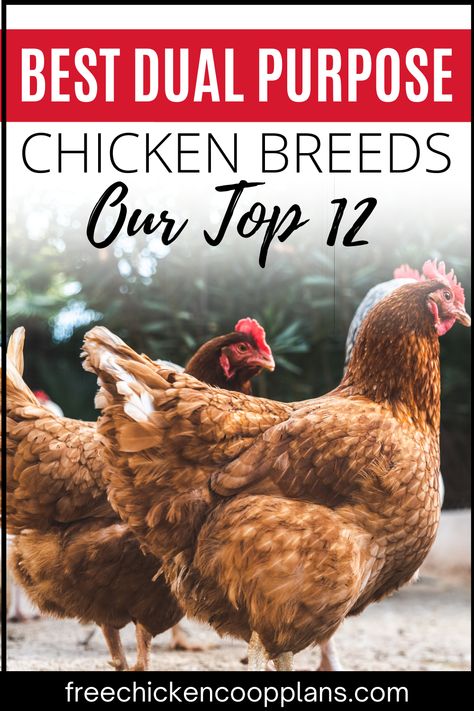 Learn which chicken breeds are best for either egg AND meat production. With some breeds, you can have the best of both worlds! Cinnamon Queen Chicken, Chicken Roost, Meat Birds, Black Oil Sunflower Seeds, Chicken Eating, Raising Backyard Chickens, Backyard Flocks, Keeping Chickens, Free Range Chickens