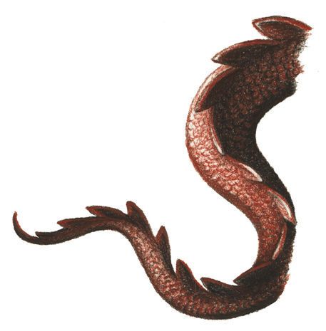 dragon tail Dragon Tail Drawing, Tail Drawing, Medical Astrology, Dragon Tail, Dragon Claw, Clay Dragon, Graphic Poster Art, Cute Dragons, Dragon Drawing