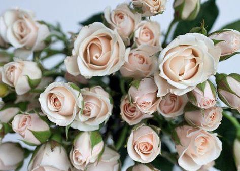 New item we carry....Blush Majolica spray roses Perfect for the very popular #blush wedding palette. #sprayroses #riverdalefarms #weddingflowers Majolica Spray Rose, Majolica Rose, Spray Roses Bouquet, White Spray Roses, Rose Varieties, Types Of Roses, Blush Flowers, Flower Names, Spray Roses