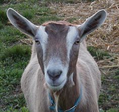 Toggenburg goats are a milk breed that are brown  with white stripes on there face legs and back quarters Toggenburg Goat, Keeping Goats, Goat Breeds, Billy Goat, Goats Cheese, Farm Fun, The Barnyard, Dairy Goats, Cute Goats