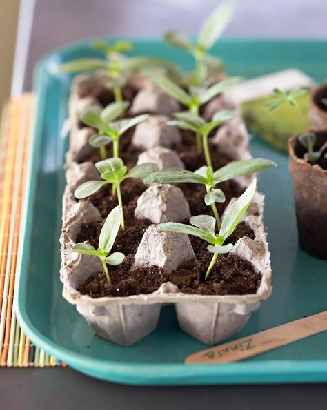 egg-carton-planter-d34352be Garden Ideas With Logs, Diy Herb Garden, Florida Gardening, Starting Seeds Indoors, Yard Landscape, Edging Ideas, Seed Germination, Garden Edging, Growing Seeds