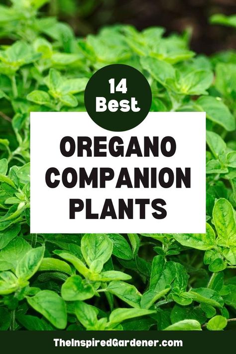 Looking for the perfect oregano companion plants for your garden? Learn which which vegetables and herbs pair best with oregano and how they benefit each other in this companion planting guide. Italian Oregano Plant, Oregano Companion Plants, Companion Herbs Planting, Oregano Plant Care, Companion Planting Herbs, Oregano Garden, Oregano Benefits, Herb Companion Planting, Oklahoma Gardening