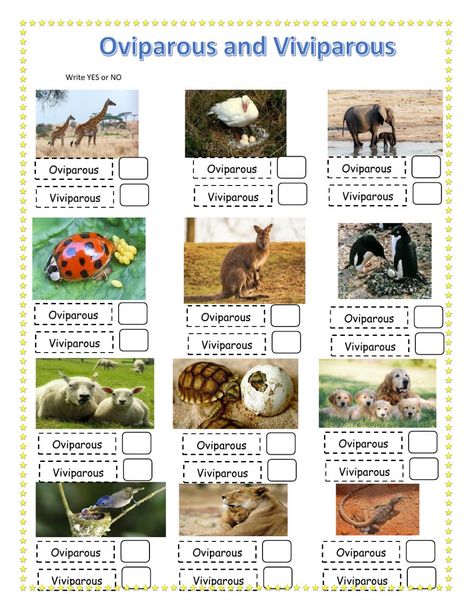 Oviparous And Viviparous Animals, Viviparous Animals, Oviparous Animals, Grade 2 Science, Make Way For Ducklings, Animal Body Parts, Farm Unit, Animal Adaptations, Animal Worksheets