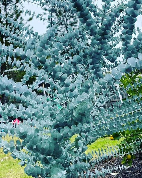 Landscape Designer Melbourne on Instagram: "Eucalyptus pulverulenta ‘Baby Blue’. I was given a few tubes and popped them in to see how they went.. and now I want more! With a striking leaf arrangement and dramatic horizontal branching they add great texture and are a real conversation piece in our still be to be developed rear garden. The branches make a great addition to cut flower arrangements and when the small tree gets too straggly you can coppice it to refresh the more juvenile and elegant Eucalyptus Pulverulenta, Bush Garden, Blue Eucalyptus, Real Conversation, I Want More, Garden Inspo, Landscape Designer, Cut Flower Garden, Blue Tree