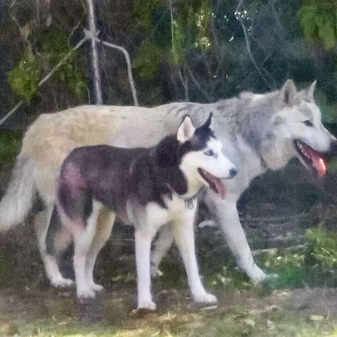 The Size Of A Husky Compared To The Size Of A Wolf A Husky, Strange Photos, Wolf Dog, A Wolf, Amazing Stories, Dumb And Dumber, Habitat, Husky, Cute Animals