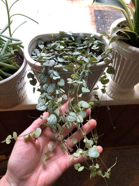 Chain Of Hearts Plant, Trailing Succulents, Hanging Indoor Plants, String Of Hearts Plant, Plant Person, Chain Of Hearts, Blooming Succulents, Indoor Plants Styling, Plant Names