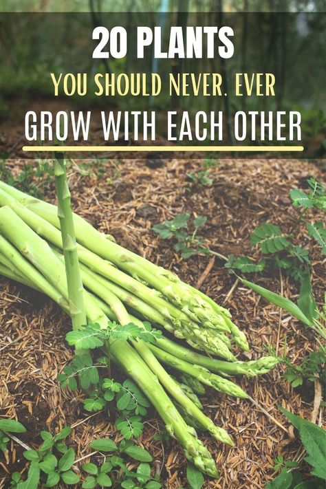 Plants That Can Grow Together, Plants That Grow Together, What Plants To Plant Together, Partner Planting, What Plants Grow Well Together, Raised Garden Beds Diy Vegetables, Companion Gardening, Garden 2023, Planting Guide