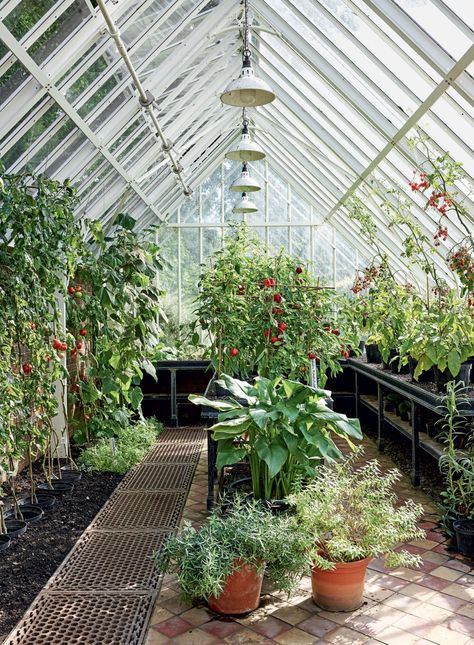 Chrissie Rucker, Modern Planting, Hydrangea Arborescens Annabelle, Hornbeam Hedge, Smooth Hydrangea, Vinyl Vintage, Hydrangea Arborescens, Build A Greenhouse, South East England