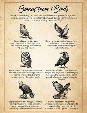 What Does It Mean When A Bird Visits You? 11 Birds Explained – Spells8 Black Bird Meaning, Bird Meanings Symbols, Birds And Their Meanings, Birds Spiritual Meaning, Bird Symbolism Meaning, Bird Meanings, Birds Meaning, Bird Symbolism, Bird Meaning