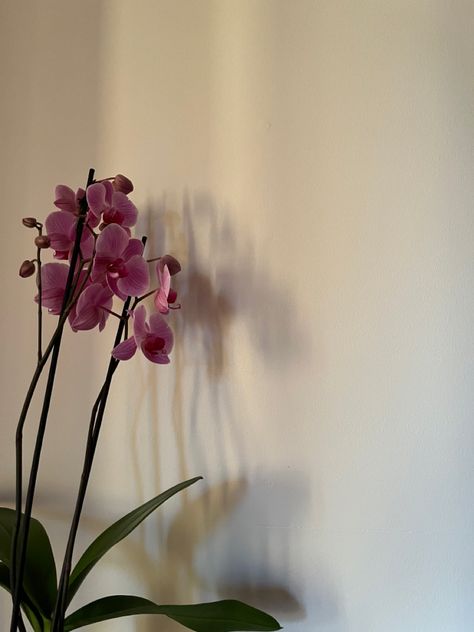 Orchid Pink Aesthetic, Orchid Aesthetic Flower, Pink Orchids Aesthetic, Orkide Wallpaper, Small Flowers Aesthetic, Small Flower Aesthetic, Orchid Aesthetic Wallpaper, Kasandra Core, Ayana Core