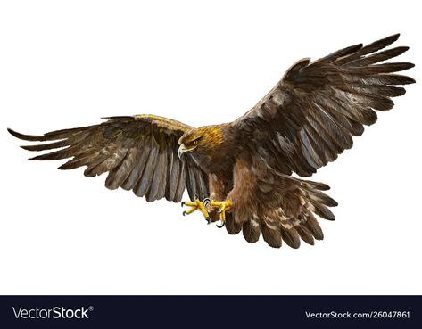 Golden Eagle Flying, Flight Drawing, Eagle Sketch, Tattoo Eagle, Png No Background, Eagle Landing, Eagle Png, Eagle Artwork, Eagle Silhouette