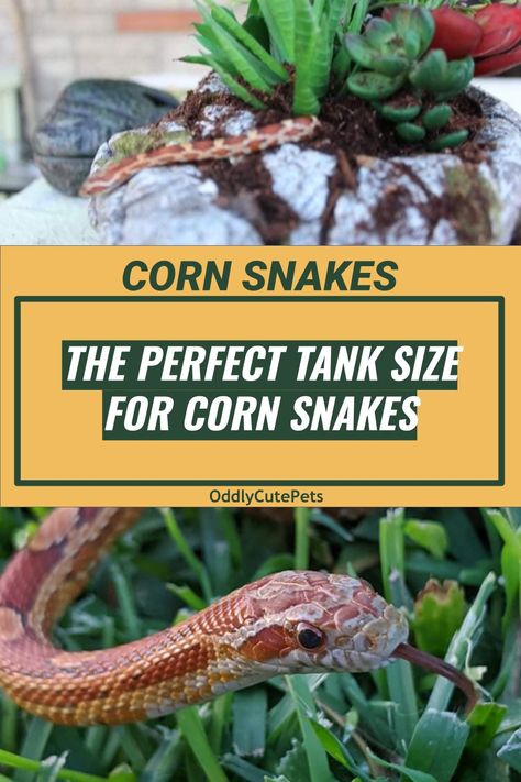 Corn Snake Habitat, Corn Snake Habitat Ideas, Corn Snake Terrarium Ideas, Corn Snake Tank Ideas, Corn Snake Terrarium, Corn Snake Enclosure Ideas, Corn Snake Enclosure, Plastic Terrarium, Snake Cages