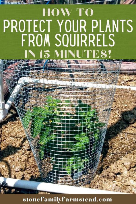 How to Protect a Garden from Animals in 15 Minutes | Stone Family Farmstead Animal Proof Garden, Diy Pots For Plants, Bird Cage Planter, Creative Planter Ideas, Squirrel Proof Garden, Plant Cages, Diy Garden Fence, Creative Planter, Pots For Plants