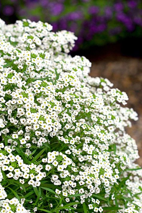 Potato Companion Plants, Alyssum Flowers, Sweet Alyssum, Scented Flowers, Moon Garden, Annual Flowers, Herb Seeds, White Gardens, Ground Cover