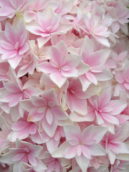 Hydrangea Double Delights Freedom! #pinkflower #flowerinspiration French Hydrangea, Yellow Hydrangea, Hydrangea Shrub, Limelight Hydrangea, Lily Of The Valley Flowers, Hydrangea Macrophylla, Daffodil Flower, Peonies Garden, Hybrid Tea Roses