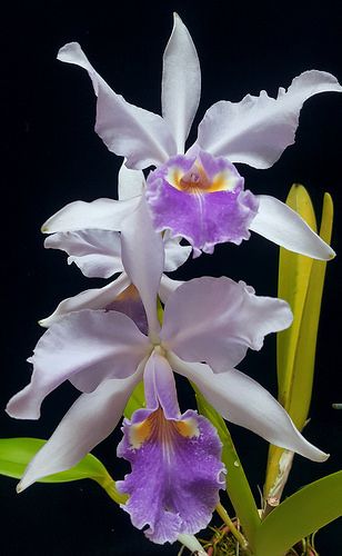 Indoor Flowering Plants, Cattleya Orchid, Exotic Orchids, Blossom Garden, Unusual Flowers, The Division, Orchid Plants, Beautiful Orchids, Beautiful Flowers Pictures