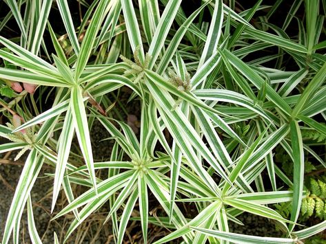 sparkler-palm-sedge-carex-grass-e08577ca Bog Plants, Bog Garden, Best Flowers, Rain Garden, Flowering Plants, Tall Plants, Shade Plants, Flowers Perennials, Ornamental Grasses