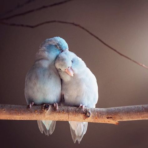 Bird Photography Captures the Love Between Pacific Parrotlets Wild Birds Unlimited, Beautiful Chickens, Bird Flying, Flying High, Pretty Animals, Colorful Birds, Cute Birds, Small Birds, Birds Flying