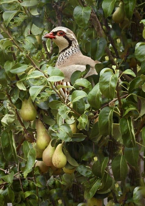 Five Golden Rings, Seven Swans, 12 Days Of Xmas, Christmas Lyrics, Partridge In A Pear Tree, Bird Costume, Partridge Family, Pear Trees, Pear Tree