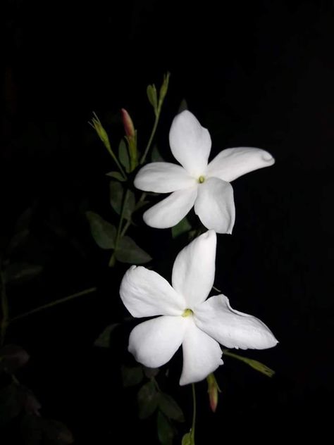 Jasmine Flower Photography, Ballet Sketch, Jasmine Flower Tattoo, Jasmine Photography, White Jasmine Flower, Floral Essential Oils, Jasmine Plant, Beautiful Wallpapers For Iphone, Jasmine Flowers