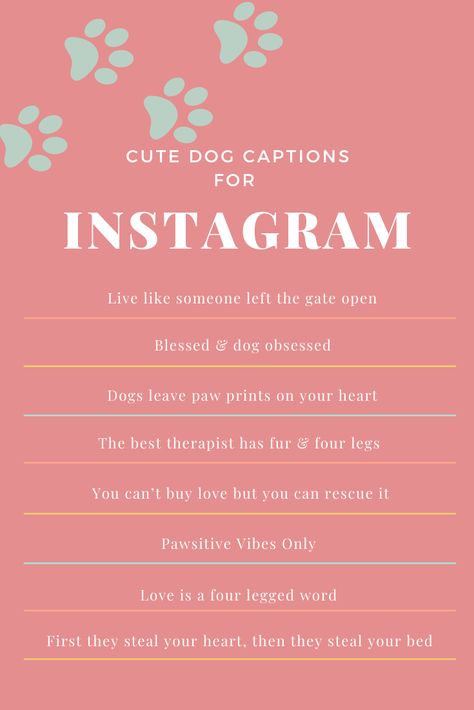 8 of the best captions to get likes on your next dog picture. For the pet parents/dog mom Caption For Your Dog, Caption For Pets Instagram, Cute Animal Captions Instagram, Paw Captions Instagram, Captions For Dogs Love, Instagram Pet Captions, Insta Caption For Dogs, Aesthetic Dog Quotes, Dog Lover Captions For Instagram