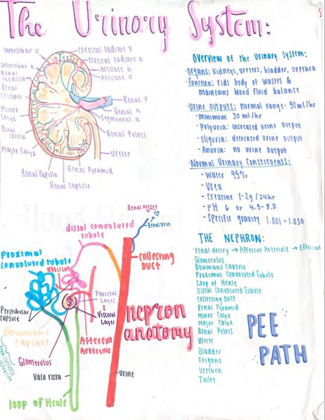 Kidney anatomy & physiology. #anatomy #notes #study #aesthetic #nursing Anatomy And Physiology Notes Integumentary System, Kidney Nursing Notes, Urinary System Anatomy Physiology, Anatomy And Physiology Binder Cover, Urinary System Anatomy, Reproductive System Nursing Notes, Human Anatomy Notes Study, Urinary System Notes, Anatomy And Physiology Study Tips