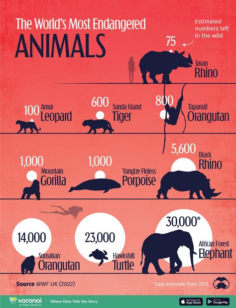 Ranked: The Most Endangered Animals in the World Biodiversity Loss, Tiger Species, Animal Infographic, Sumatran Orangutan, Nature Wonders, World Birds, Mountain Gorilla, Deer Family, Animals Friendship