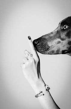 Whimsy and Delight | ZsaZsa Bellagio - Like No Other Dog Photography Creative, Photo Animaliere, Dog Photoshoot, Appaloosa, Quarter Horse, Dog Photography, White Photo, Dog Portraits, Doberman