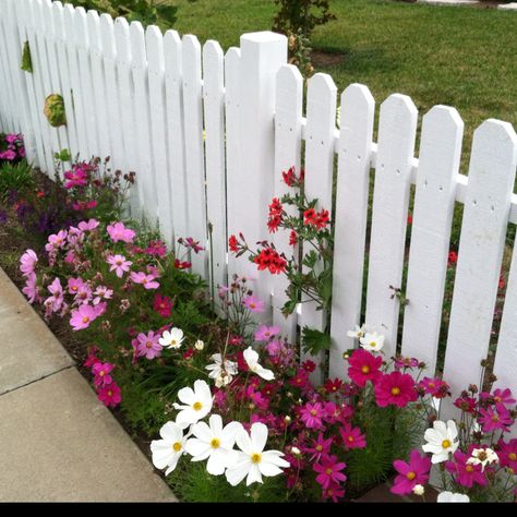 Short White Picket Fence Front Yard, Picket Fence Flowers, White Picket Fence With Flowers, White Fence With Flowers, Flower Fence Border, Garden Picket Fence Ideas, White Fence Front Yard, Flowers Along Fence, Picket Fence Front Yard