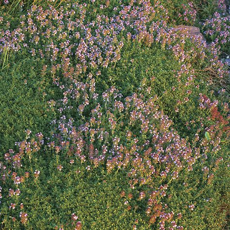 Thymus serphyllum 'Annie Hall' (Mother of thyme, Wild thyme, Serpolet) - Fine Gardening Plant Guide Mother Of Thyme, Wooly Thyme, Slate Patio, Lawn Alternatives, Annie Hall, Witch Garden, Plant Guide, Fine Gardening, Stone Path